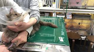 ⑤洋猫ミックスのあずきちゃんの治療、静脈血管確保、採血