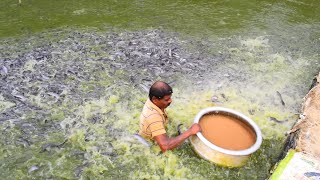 Hybrid Magur fish farming business in India | Million of Catfish Eating Food Backword Pond Part-19