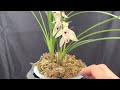 如何养护 莲瓣兰 “心心相印” cymbidium tortisepalum fukuyama “ heart to heart