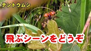 テントウムシの飛んでいくシーン【てんとう虫】