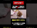 【大ゲンカ】新入り猫に本気で噛まれた先住猫の反撃がやばすぎた 保護猫 猫 shorts