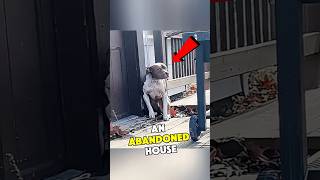 This Pitbull Was Lost And Later On Reunited With It's Family #youtubeshorts #trendingshorts #dog