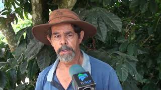 Productores de café y tomate en Buena Vista de Rivas tratan de salir adelante tras pérdidas por las