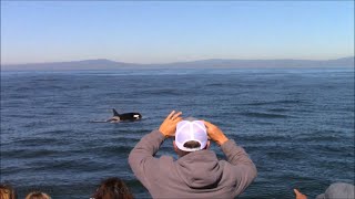 11.12.21 Mega Pod 50+ Orca / Killer Whales \u0026 Humpback Whales