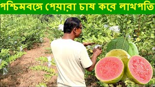 পশ্চিমবঙ্গে পেয়ারা চাষ করে লাখপতি হোন | Guava farming in West Bengal India