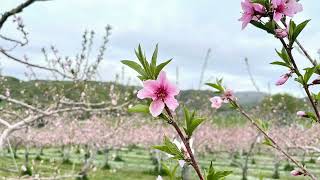 ニトリ観光果樹園の紹介01　　　　　Introduction of Nitori Tourist Orchard 01