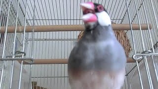 さえずり一発！ケージ出口を行ったり来たり 桜文鳥ほーちゃん 文鳥動画 Java sparrow