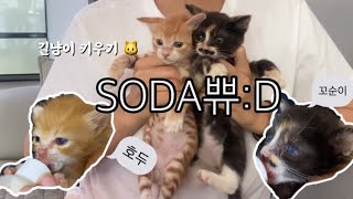 새끼길냥이 키우기🐱 꼬물이들• 호두와 꼬순이•동물농장 뚱쀼네🐶•고양이키우기• 주말일상• | 소다쀼VLOG