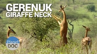 Gerenuk. Giraffe Neck | Nature - Planet Doc Full Documentaries