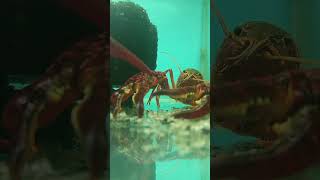 En İlginç Su Canlısı #crayfish #kerevit #aquarium #akvaryum #fishtanks #fish