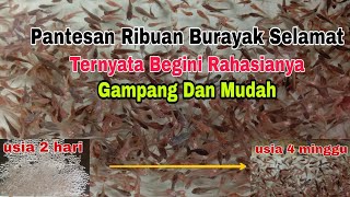 Ribuan Burayak Cupang Selamat