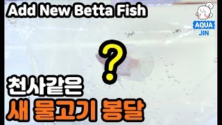 (Eng) 새 물고기 봉달 베타 ! 빅이어 플라캇 베타 데려왔어요 !! Add New betta fish ! Big Ear Dumbo plakat betta