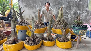 MƯỜI MAI VÀNG ngày 16/O1/2025 (#O337573339 MƯỜI ) PHÔI MAI VÀNG, MAI TỨ QUÝ, MCT-  @bonsai Can Tho