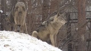 オス同士で遊ぶオオカミたち~Wolf Pack