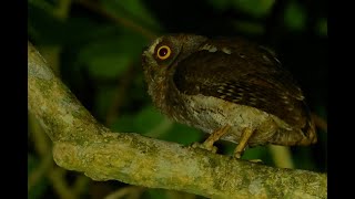 背後から聞こえる声を気にするリュウキュウコノハズク（Ryukyu Scops-Owl）