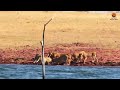 impalas try jumping over 7 lions