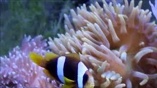 人工混種馬達加斯加小丑Madagascar anemonefish（Captive-Bred）