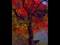 東京町田の薬師池公園で紅葉散歩 shortsyoutube