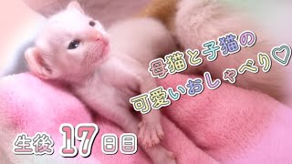 【生後17日目】お母さんと子猫のかわいい会話\u0026よちよち歩行練習の巻【未熟児子猫成長日記】【Kittens Grow Up Vlog】