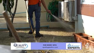 Termites in South Florida: Prevention and Treatment with Expert Jenny Chapter