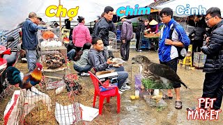 Visiting the Pet Bird and Chicken Market: Seeing Eagles, Rabbits, Pigs, Geese, and Many Other Animal