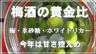 【梅仕事】梅酒の作り方／黄金比