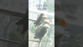 Parrots sunbathing