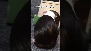 ［モルモット］撮影の邪魔をするピータンGuinea pig interrupting a photo shoot #shorts