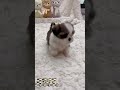 🌼呆萌可愛優質的西施寶寶🌼 合法犬舍 puppy 泰迪幼犬寵物犬舍