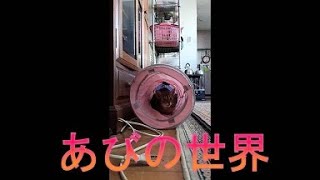 ネコ動画あび＃4563　あびの毎日　アビシニアン　あび