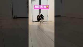 戦闘5秒前猫！覇王色の覇気！#shorts#cat #catlover #catvideos #保護猫#こねこ #かわいい #覇王色の覇気