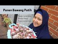 Panen Bawang Putih + Update Kebun Belakang Rumah di Musim Semi Menjelang Musim Panas