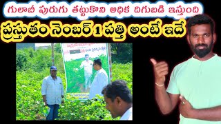 top 1 cotton seed in 2024, ఈ పత్తి విత్తనాల గురించి రైతు మాటల్లో వినండి 8074667405