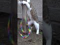 爪がリボンにひっかかって取れない猫！😅😻　a cat with a claw caught in it 😅😻　 shorts cat 保護猫 野良猫 ネコ