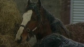 Scandal over beef that's really horsemeat