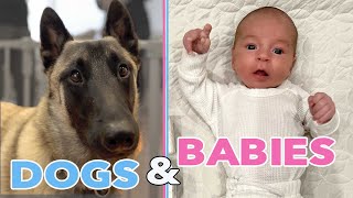 How to Introduce Dogs to Newborn Baby