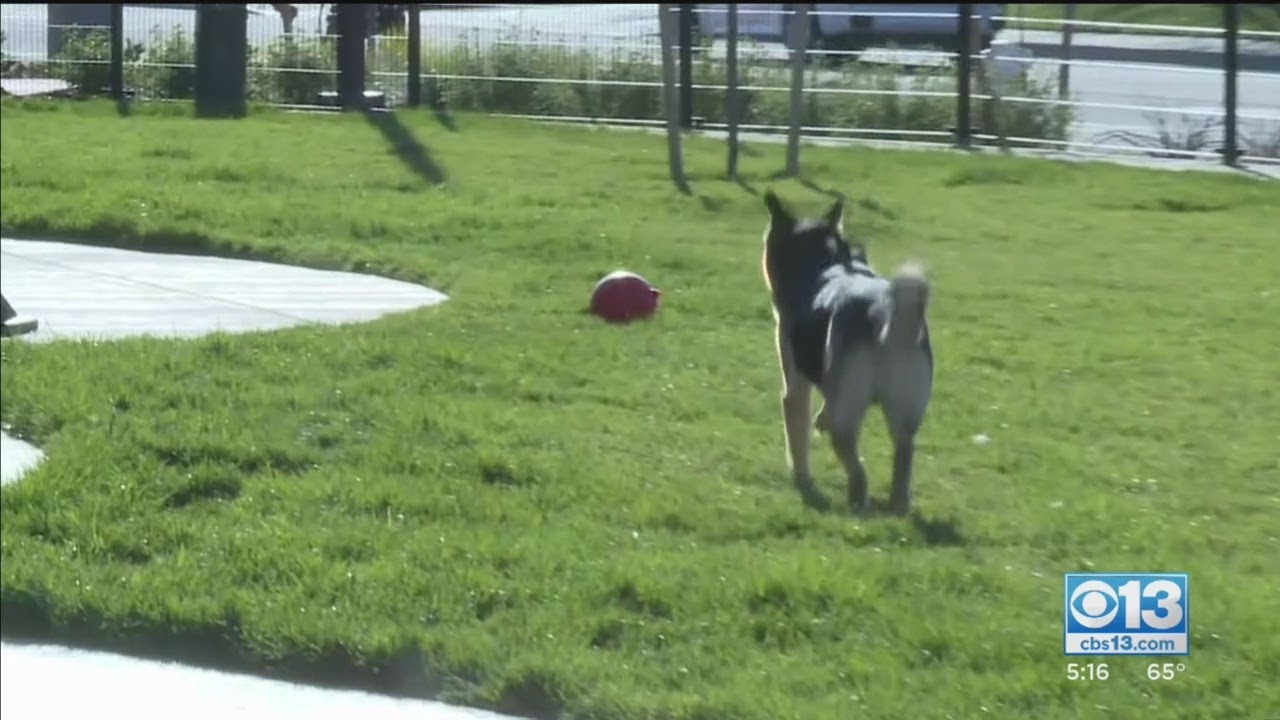 All Dogs Adopted At Front Street Shelter - YouTube