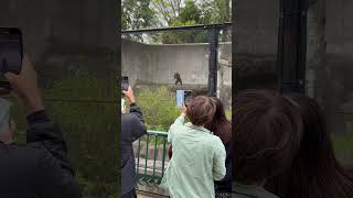 【天才】千葉動物公園のチンパンジーが芸達者すぎて観客大興奮　#shorts #おすすめ #動物 #チンパンジー