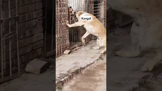 Kangal Dogs Aggression #kangal #shorts #youtubeshorts