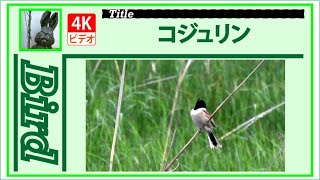 【4K】コジュリン　～良く通る声で鳴いています～　20210519　Bird　野鳥