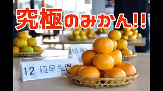 あり太くん解説！これが究極の有田みかんや！！【有田市認定みかん】