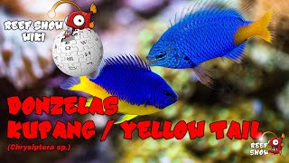 Reef Show Wiki: Donzelas Kupang / Yellow Tail