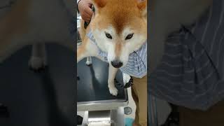 ペットクリニックにて爪切りをする柴犬マメ