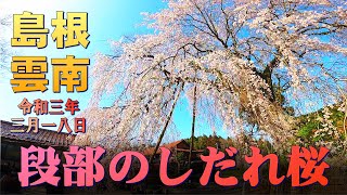 段部のしだれ桜 満開 (18-Mar-2021) @島根県雲南市