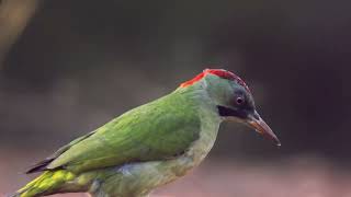 Žlna zelená \u0026 drozd čierny . Iberian Green Woodpecker \u0026 Common Blackbird 4K