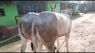 Powerful Hallikar Bulls of farmer