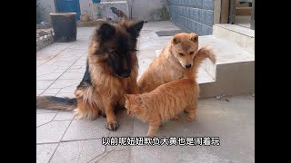 这个大狼狗长得最凶也是最菜的，鸡鹅羊狗都打不过#德国牧羊犬 #中华田园犬