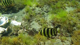 山形県鶴岡市ぶらぶら　湯野浜でのシュノーケリング Snorkel Yunohama Turuoka Japan