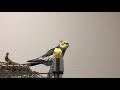 オカメインコの鳴き声 呼び鳴き