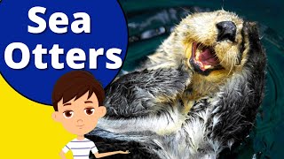 Cutest Sea Otters Facts